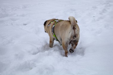 Köpek içinde belgili tanımlık kış yürür. Pug beyaz kar üzerinde duruyor.