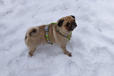 Köpek içinde belgili tanımlık kış yürür. Pug beyaz kar üzerinde duruyor.