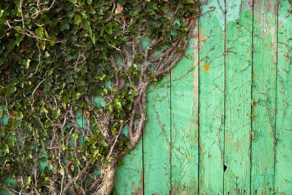 Břečťan Zelené Dřevěné Zdi Detail — Stock fotografie