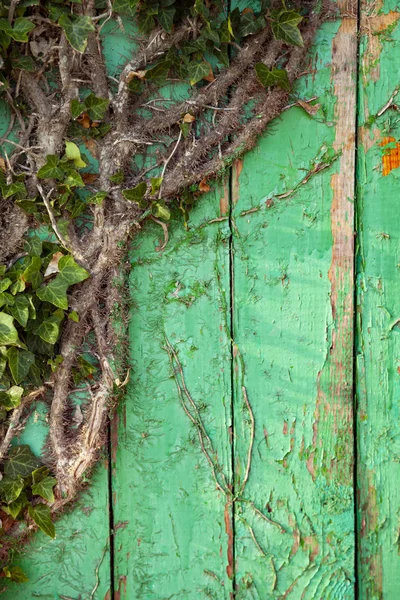 常春藤在一个绿色的木墙特写 — 图库照片