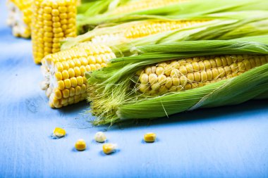 Mavi Masa yakın çekim Olgun Mısır