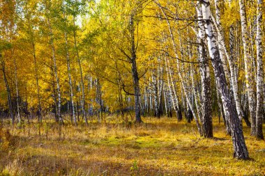 Güneşli bir günde güzel sonbahar huş ağacı koru. Huş ağaçları orman sarı yaprakları ile.