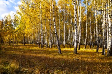 Güneşli bir günde güzel sonbahar huş ağacı koru. Huş ağaçları orman sarı yaprakları ile.