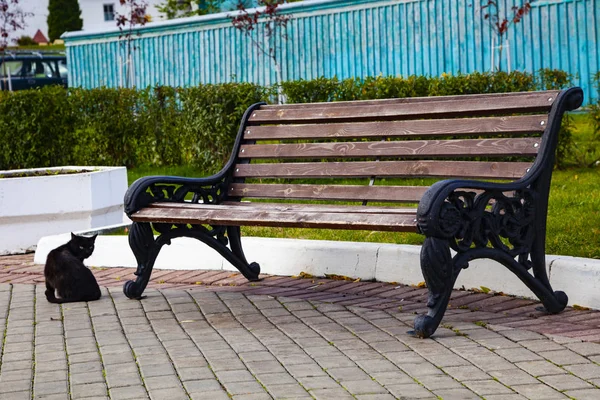 Bench Park Black Cat Green Lawn Beautiful Summer City Park — Stock Photo, Image