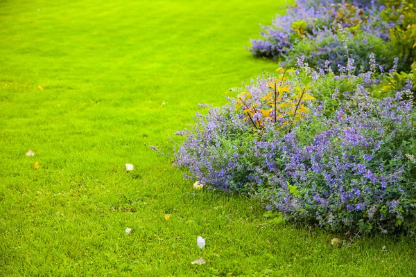 Πράσινο Γκαζόν Και Λουλούδι Κρεβάτι Μπλε Λουλούδια Όμορφο Καλοκαιρινό Κήπο — Φωτογραφία Αρχείου