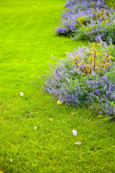 绿色的草坪和花床与蓝色的花朵 美丽的夏日花园 — 图库照片