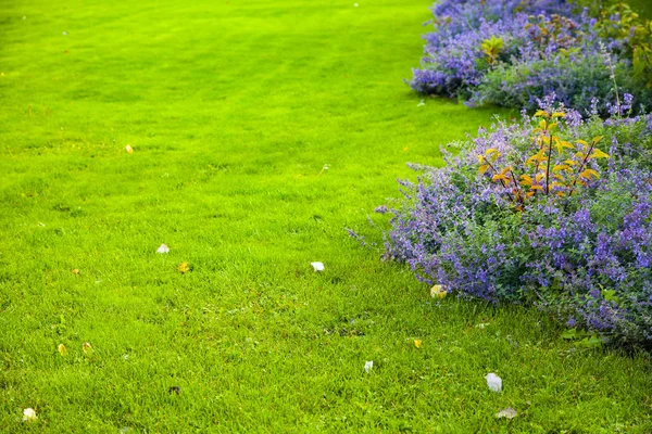 Pelouse Verte Lit Fleurs Avec Des Fleurs Bleues Beau Jardin — Photo