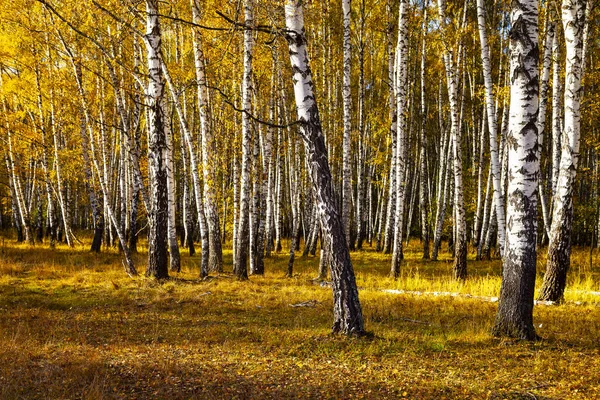 Mooie Herfst Berk Grove Een Zonnige Dag Berken Met Gele — Stockfoto