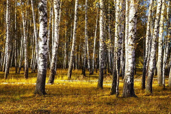 Mooie Herfst Berk Grove Een Zonnige Dag Berken Met Gele — Stockfoto