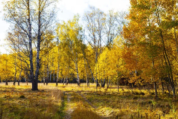 Krásné Podzimní Březové Háje Slunečného Dne Břízy Žluté Listí Lese — Stock fotografie