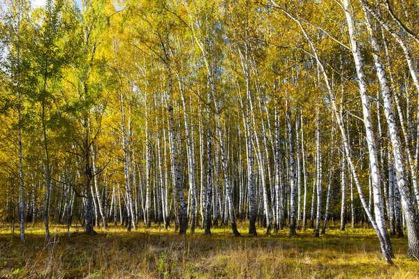 Mooie Herfst Berk Grove Een Zonnige Dag Berken Met Gele — Stockfoto