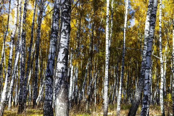 Beautiful autumn birch grove on a sunny day. Birch trees with yellow leaves in the forest.