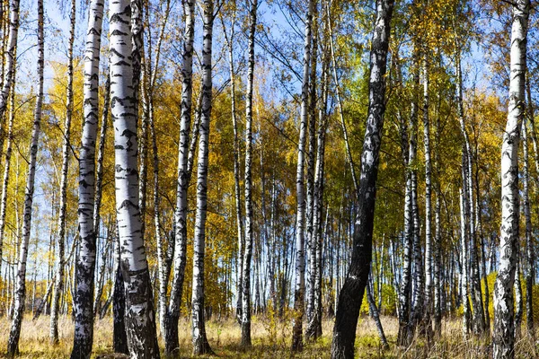 Krásné Podzimní Březové Háje Slunečného Dne Břízy Žluté Listí Lese — Stock fotografie