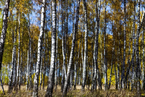 Gyönyörű Őszi Nyírfa Liget Egy Napsütéses Napon Nyírfa Sárga Levelek — Stock Fotó