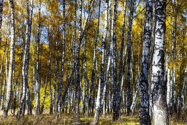 Mooie Herfst Berk Grove Een Zonnige Dag Berken Met Gele — Stockfoto