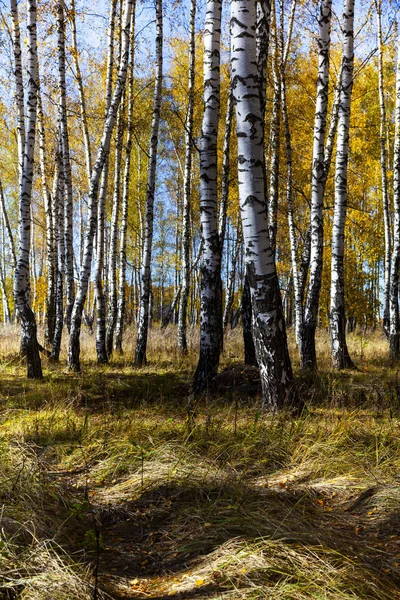 Mooie Herfst Berk Grove Een Zonnige Dag Berken Met Gele — Stockfoto