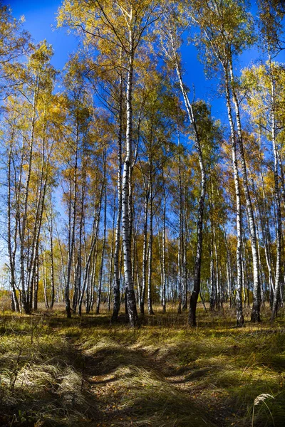 Осенняя Березовая Роща Солнечный День Березы Желтыми Листьями Лесу — стоковое фото