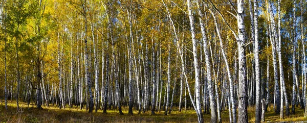 美丽的秋桦木格罗夫在一个晴朗的日子 — 图库照片