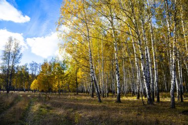 Güneşli bir günde güzel sonbahar huş ağacı koru. Huş ağaçları orman sarı yaprakları ile.