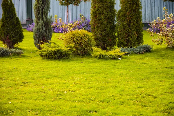 木と緑の芝生の上に花の配置 美しいサマー ガーデン — ストック写真