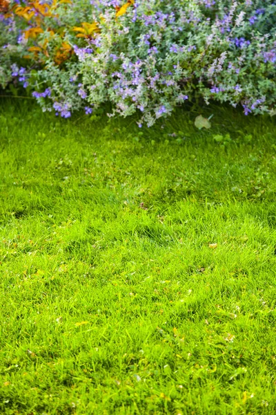 Césped Verde Cama Flores Con Flores Azules Hermoso Jardín Verano — Foto de Stock