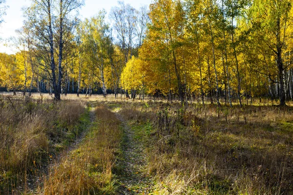 Belle Plantation Bouleaux Automne Par Une Journée Ensoleillée Bouleaux Aux — Photo