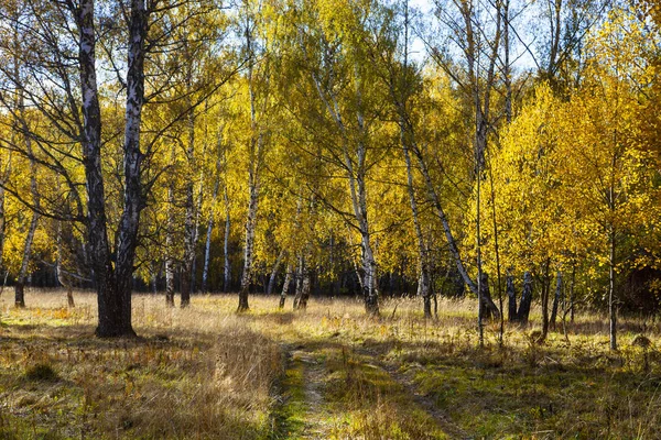 Vackra Höst Björkdungen Solig Dag Björkar Med Gula Blad Skogen — Stockfoto