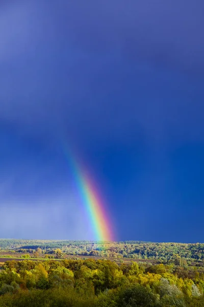 Rainbow forest Images - Search Images on Everypixel