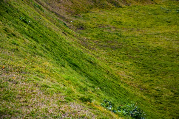 Grön Gräsmatta Nära Håll Naturlig Bakgrund — Stockfoto