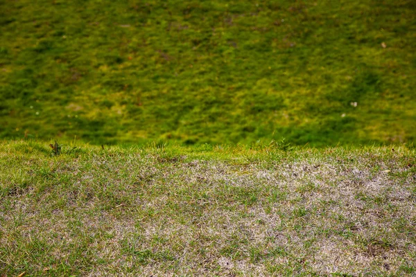 Grön Gräsmatta Nära Håll Naturlig Bakgrund — Stockfoto