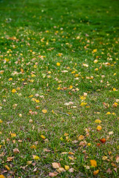 Green Lawn Autumn Leaves Close Natural Background — Stock Photo, Image