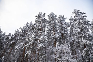 Karla kaplı üstleri pines bir bulutlu kış gününde. 