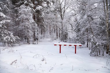 Güzel huş ağacı orman bir kar yağışı sonra. Bir bulutlu kış gününde manzara.