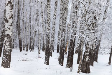 Güzel huş ağacı orman bir kar yağışı sonra. Bir bulutlu kış gününde manzara.
