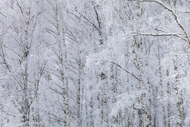 Güzel huş ağacı orman bir kar yağışı sonra. Bir bulutlu kış gününde manzara.