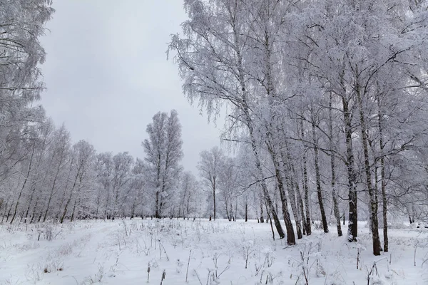 降雪后美丽的桦树林 多云的冬日景观 — 图库照片