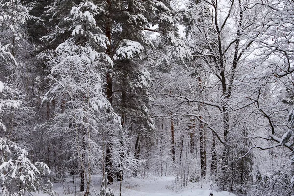 Bela Floresta Depois Uma Nevasca Paisagem Dia Nublado Inverno — Fotografia de Stock