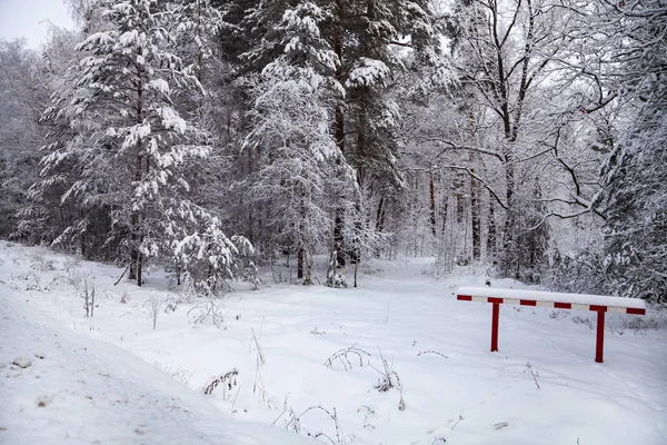 雪が降った後美しい白樺林 曇った冬の日を風景します — ストック写真