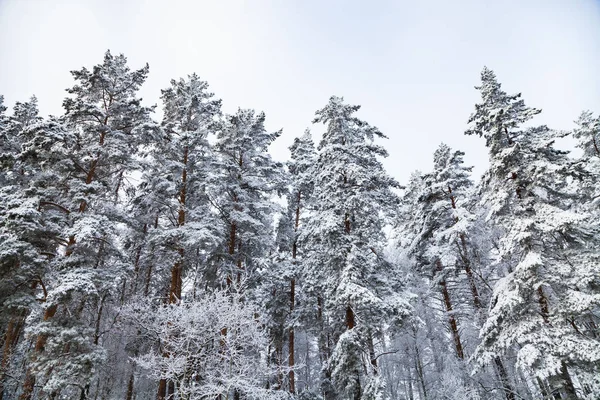 Schneebedeckte Wipfel Von Kiefern Einem Bewölkten Wintertag — Stockfoto