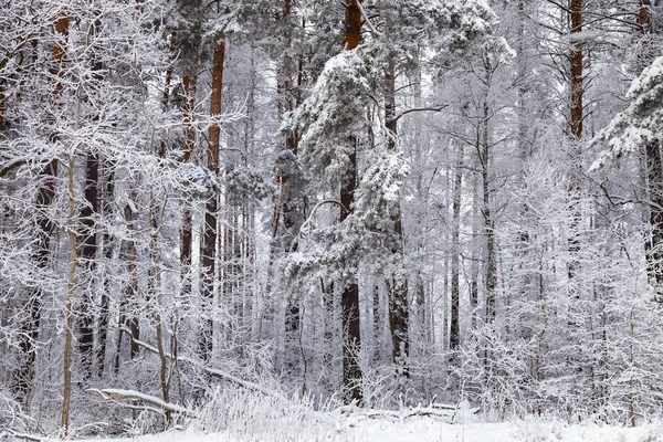 Krásný Les Sněhu Krajina Oblačno Zimní Den — Stock fotografie