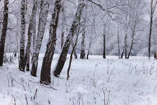 Krásný Březový Les Sněhu Krajina Oblačno Zimní Den — Stock fotografie