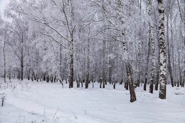 雪が降った後美しい白樺林 曇った冬の日を風景します — ストック写真