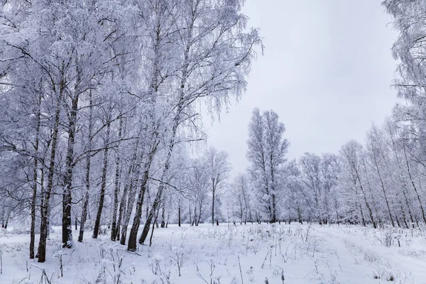 降雪后美丽的桦树林 多云的冬日景观 — 图库照片