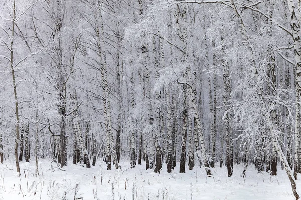 Piękny Brzozowy Las Śniegu Krajobraz Dzień Pochmurny Zimowy — Zdjęcie stockowe