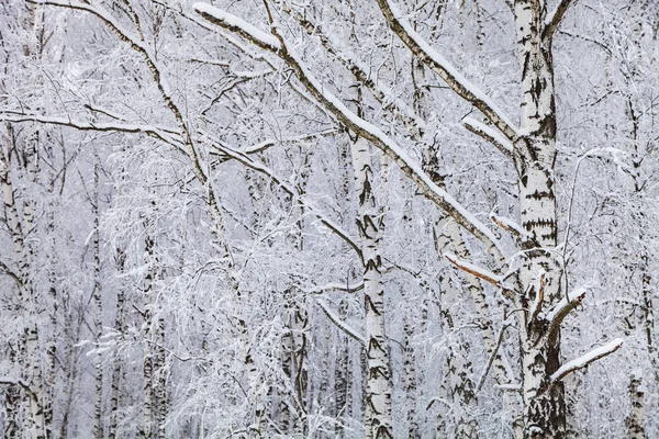 Mooie Berken Bos Een Sneeuwval Liggend Een Winterse Bewolkte Dag — Stockfoto