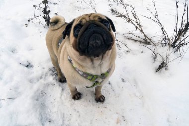 Köpek içinde belgili tanımlık kış yürür. Pug beyaz kar üzerinde duruyor.