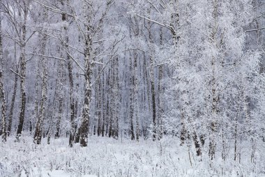 Güzel huş ağacı orman bir kar yağışı sonra. Bir bulutlu kış gününde manzara.