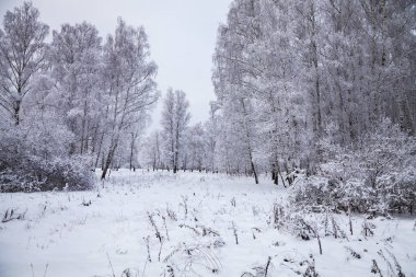 Güzel huş ağacı orman bir kar yağışı sonra. Bir bulutlu kış gününde manzara.
