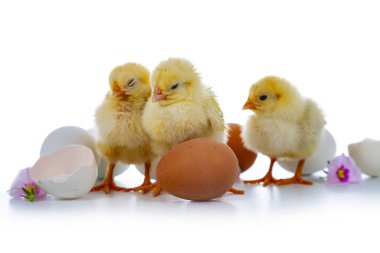 Sarı tavuk, çiçekler ve beyaz bir arka plan üzerinde izole yumurta. Paskalya kabarık tavuk.