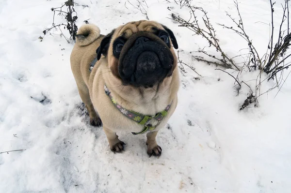 Dog Walks Winter Pug Stands White Snow — Stock Photo, Image